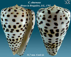 Image of ivory cone