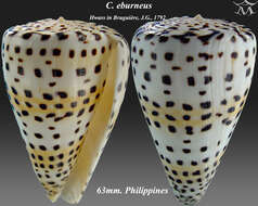 Image of ivory cone