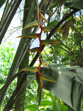 Image of Heliconia griggsiana L. B. Sm.