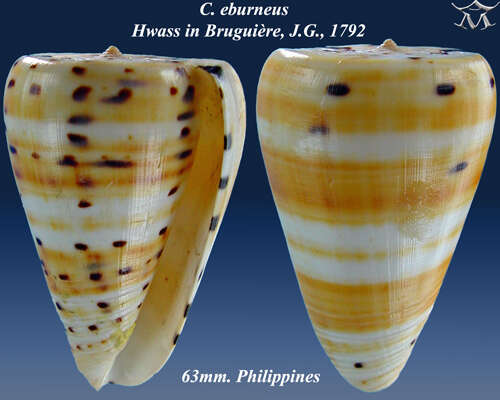 Image of ivory cone