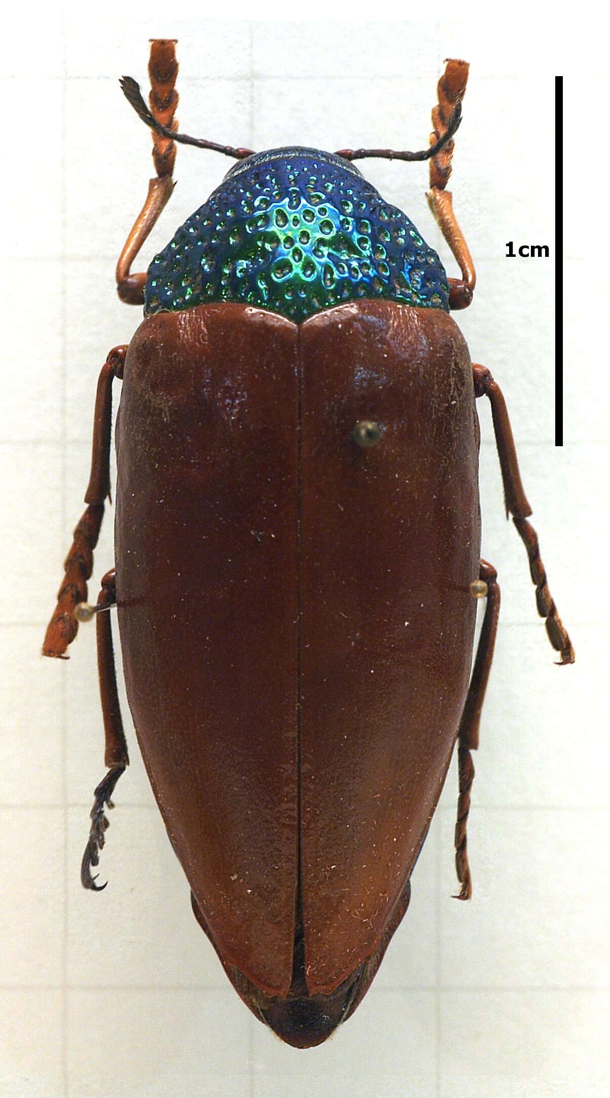 صورة Sternocera chrysis (Fabricius 1775)