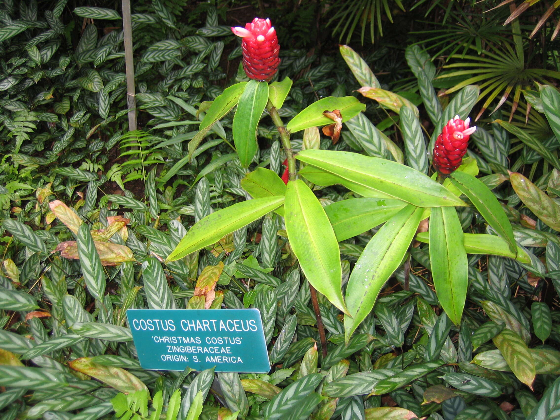 Imagem de Costus chartaceus Maas