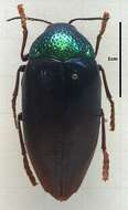 صورة Sternocera chrysis (Fabricius 1775)