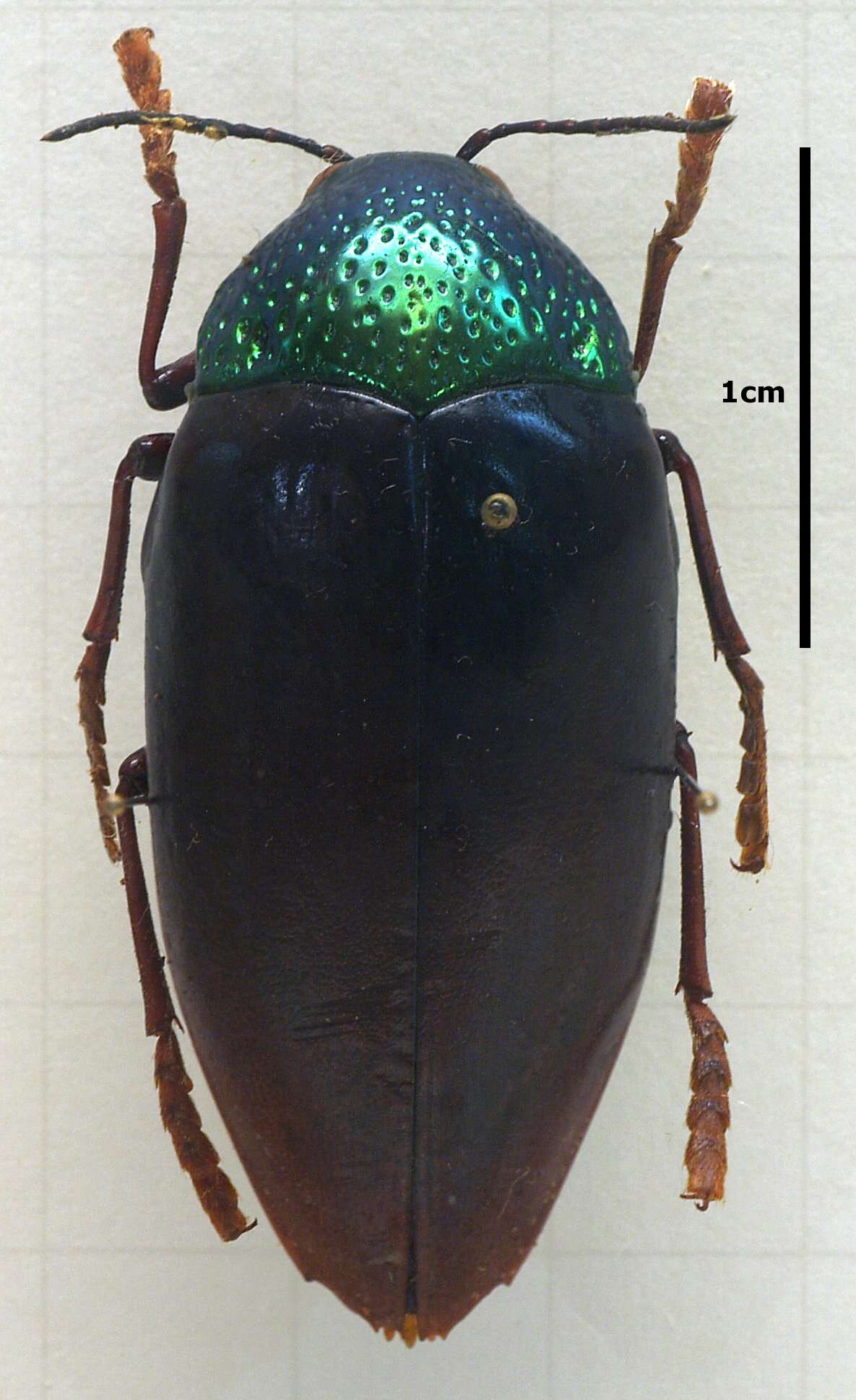 صورة Sternocera chrysis (Fabricius 1775)