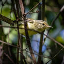 Image of Streak-capped Antwren