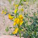 Image of Crotalaria eremaea F. Muell.