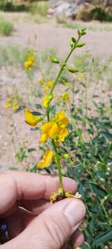 Image of Crotalaria eremaea F. Muell.