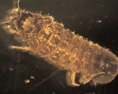 Image of Aselloidea Latreille 1802