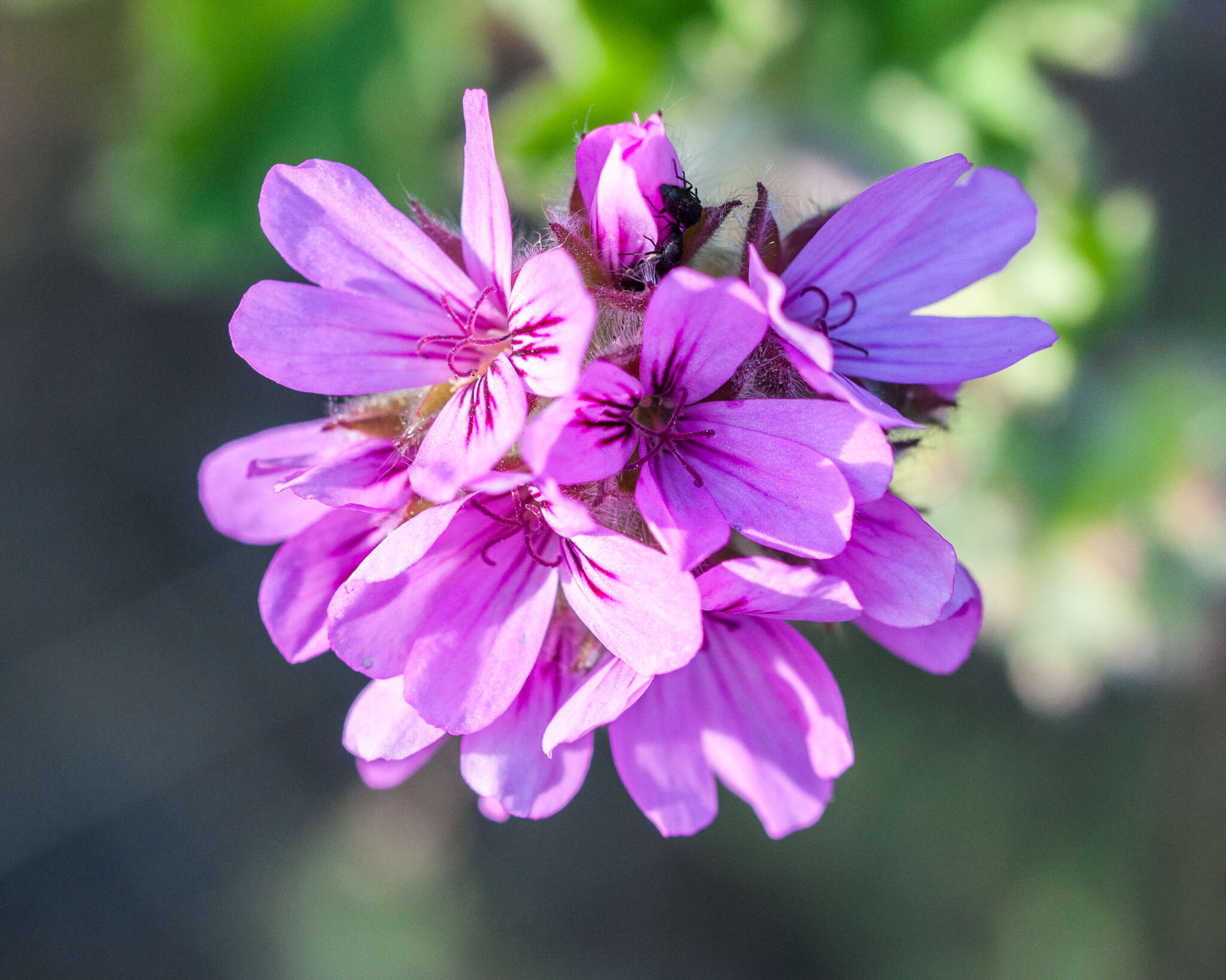 Image of rose scented geranium