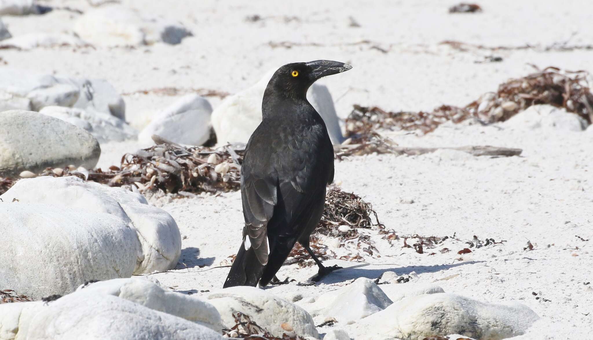 Image of Black Currawong