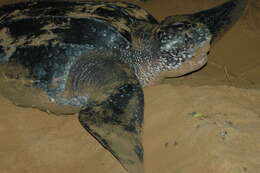 Image of Leatherback sea turtle