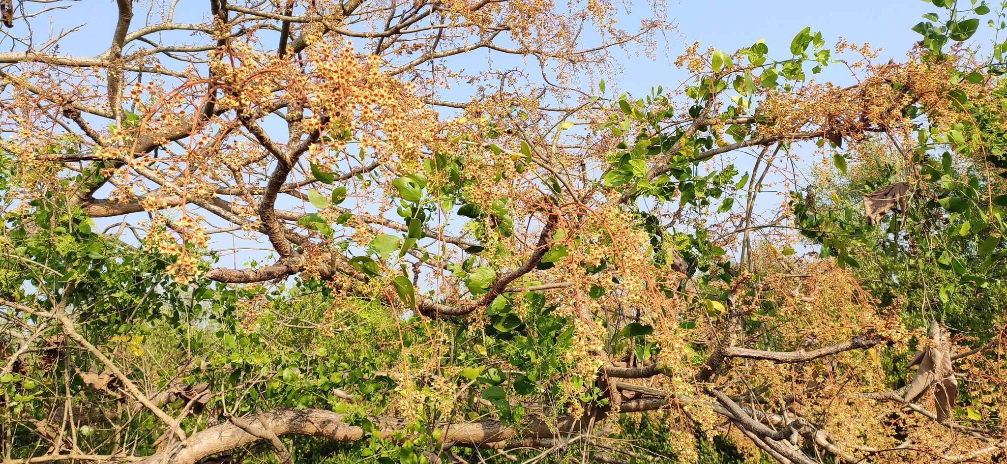 Image of Sterculia villosa Roxb.