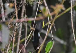 Image of Yellow-crowned Redstart