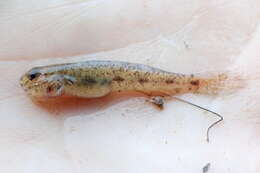 Image of American freshwater goby