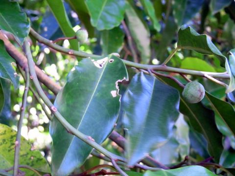 Image of <i>Galbulimima belgraveana</i> (F. Müll.) Sprague