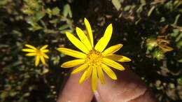 Image of Grindelia tarapacana Phil.