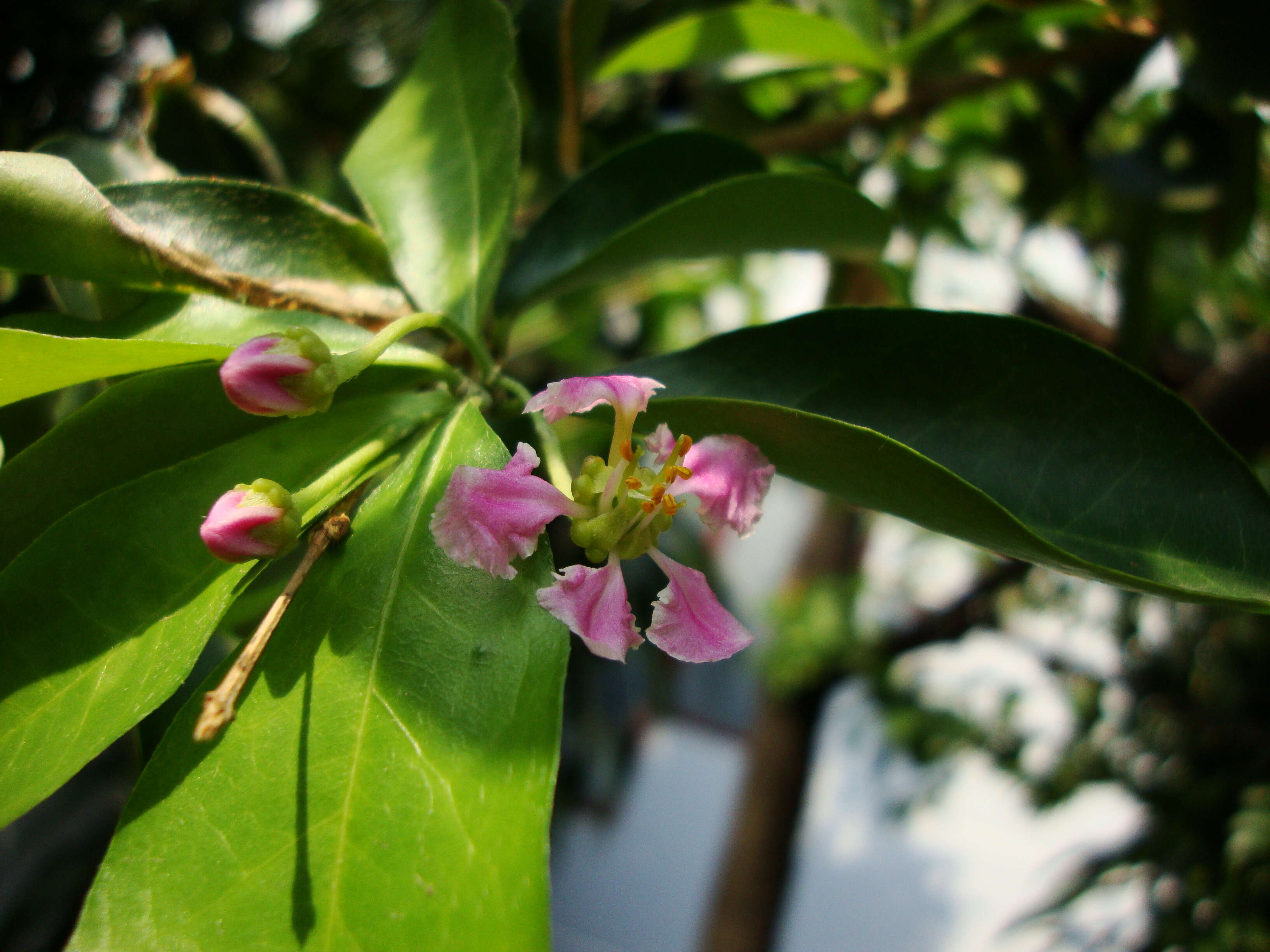 Imagem de Malpighia glabra L.