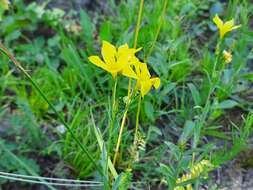 Image de Linum mucronatum subsp. armenum (Bordzil.) P. H. Davis