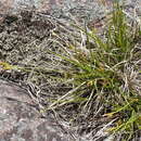 Imagem de Carex tonsa var. rugosperma (Mack.) Crins