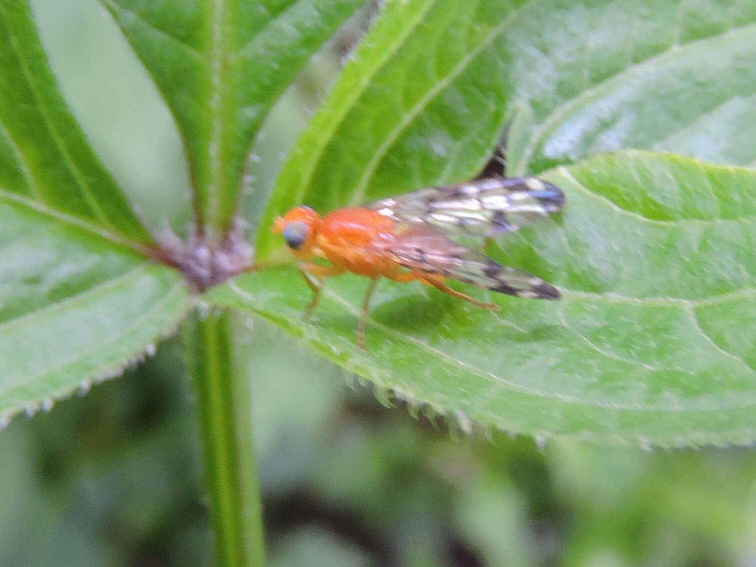 Image of Gymnocarena mexicana (Aczel 1954)