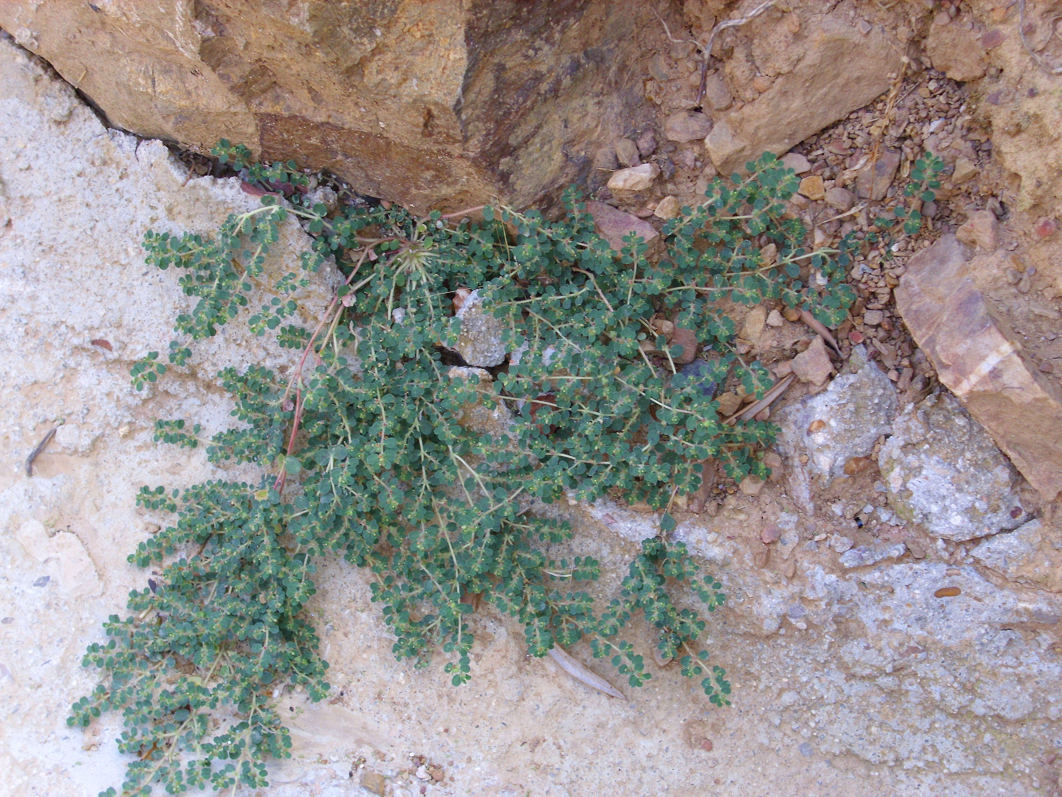 Image of Euphorbia chamaesyce L.