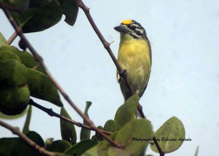 Image of Yellow-fronted Tinkerbird