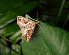 Image of Hypena varialis Walker 1866