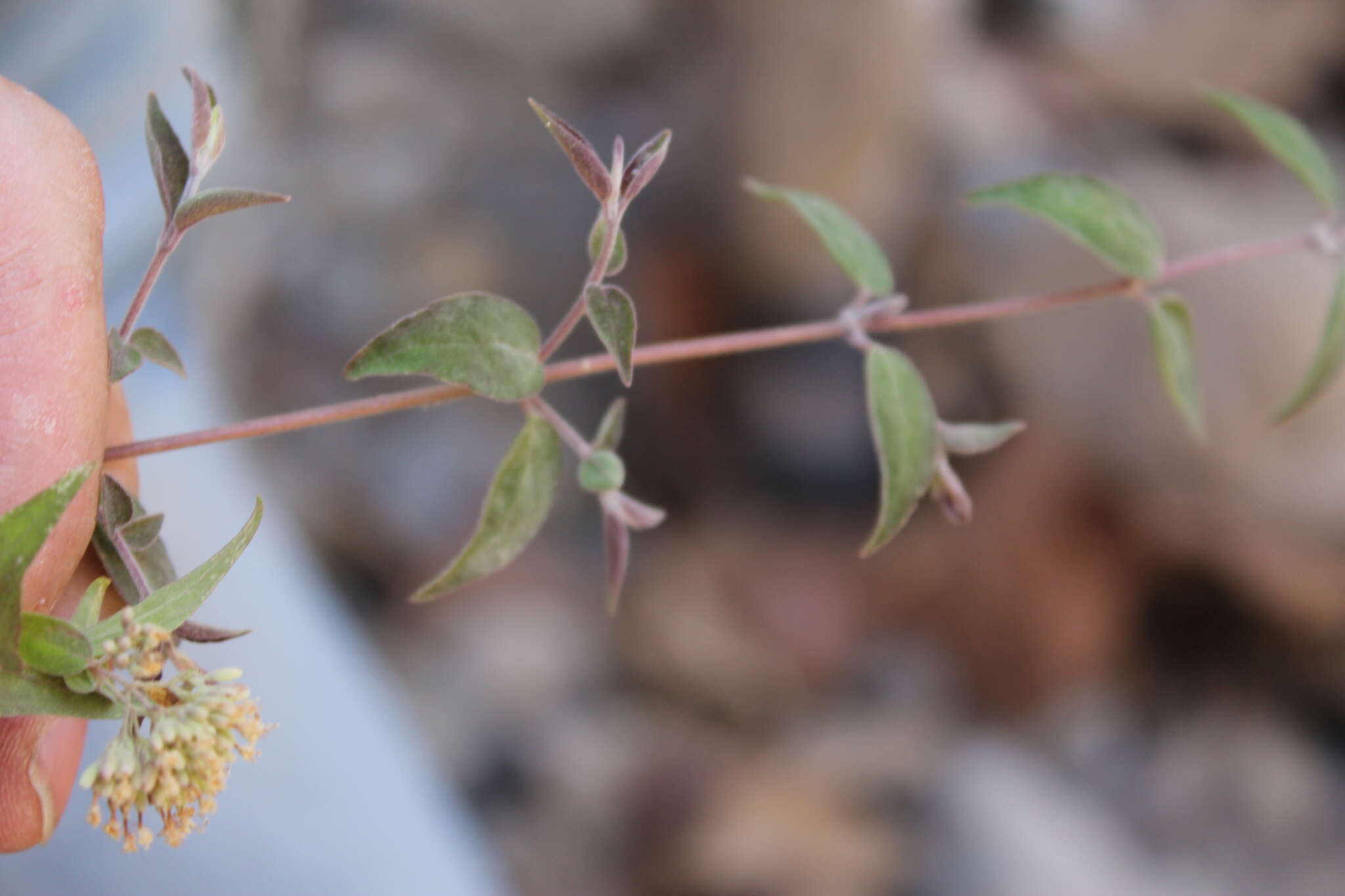 Image of Cunila polyantha Benth.