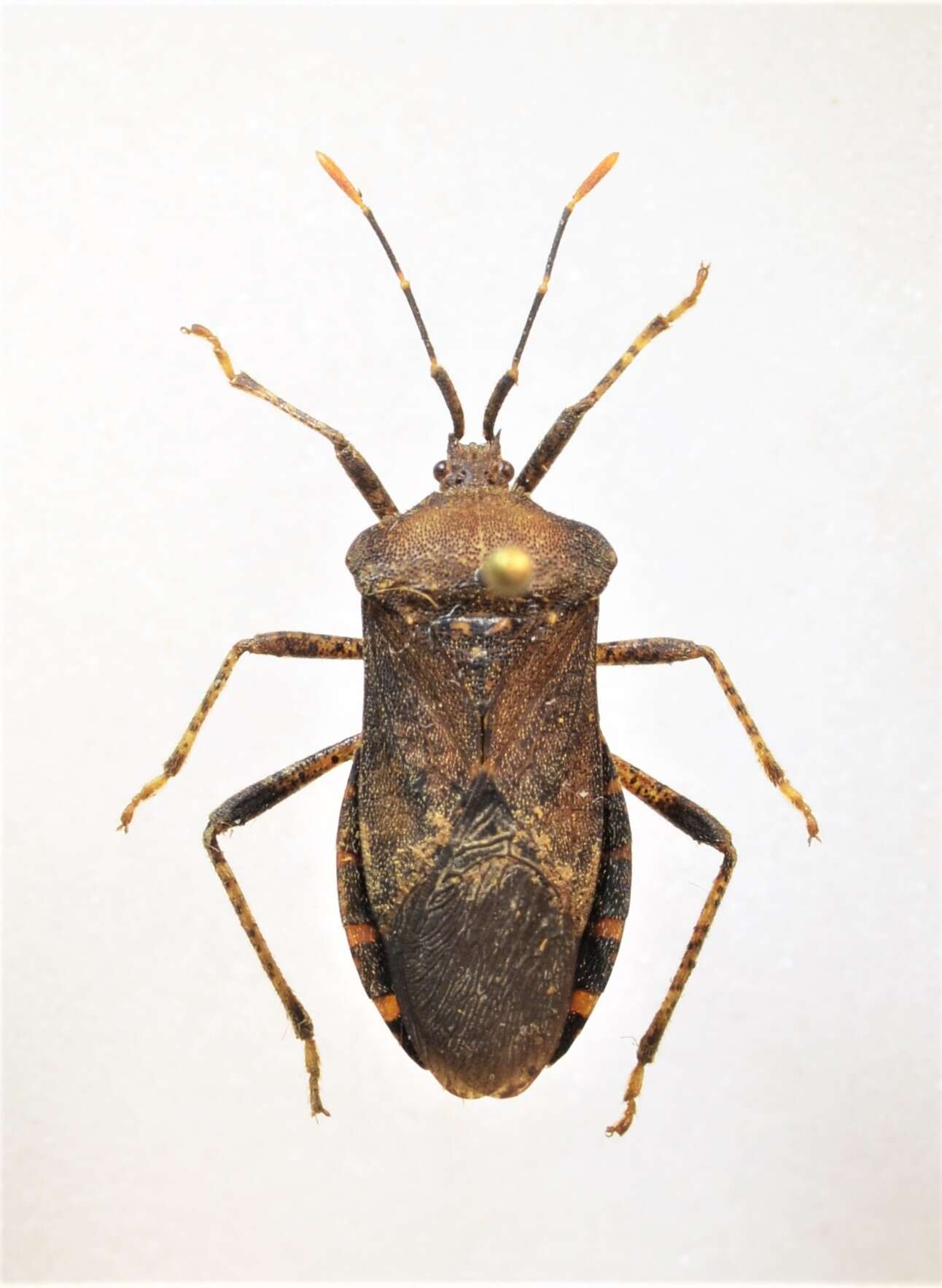 Image of Anasa armigera (Say 1825)