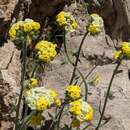 Image of basin yellow cryptantha