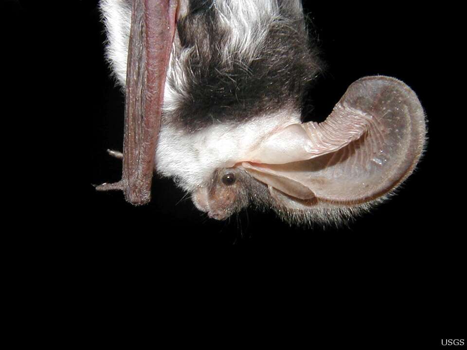 Image of Pinto Bat