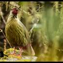 Image of Blood Pheasant