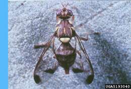 Image of Melon fly