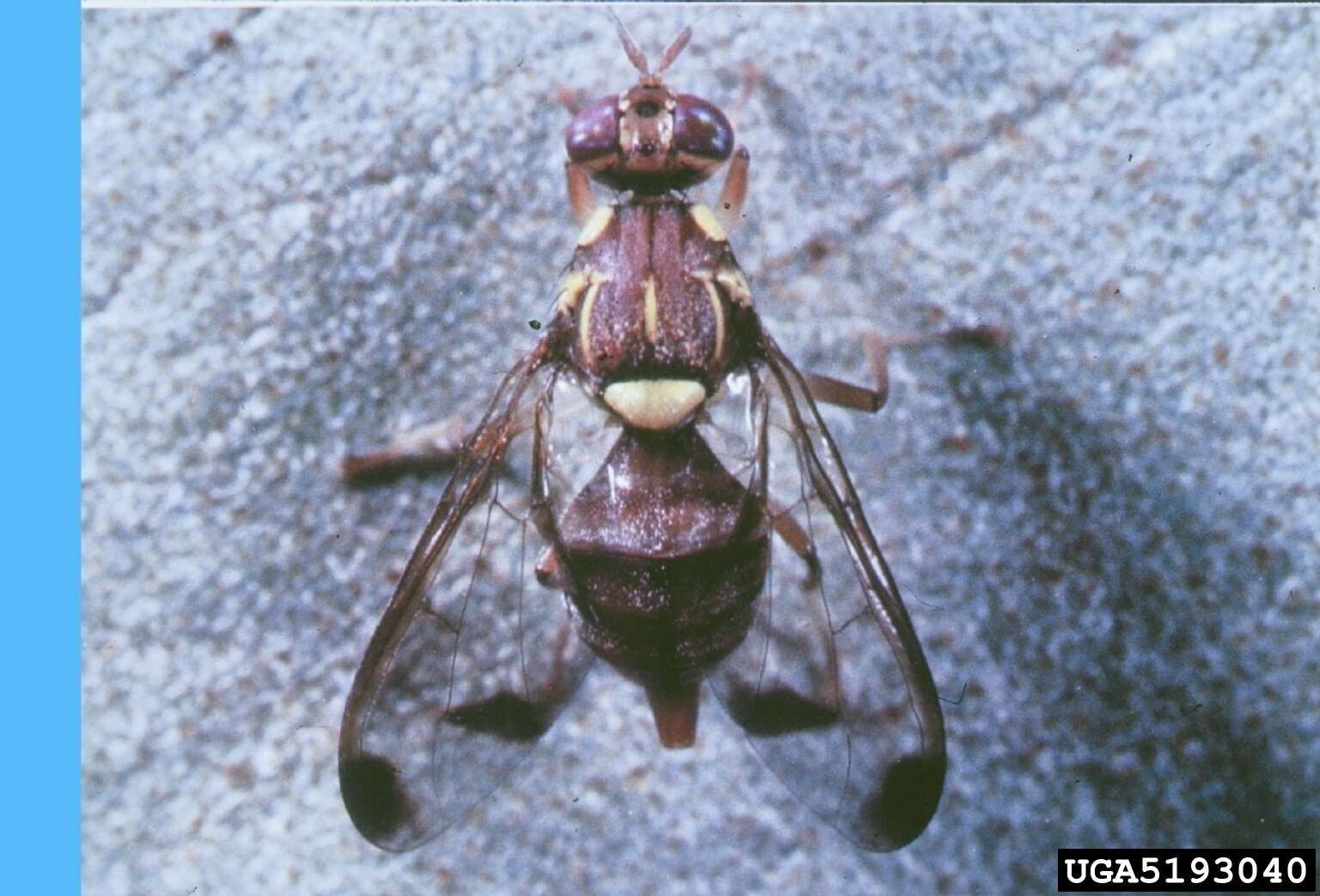 Image of Melon fly