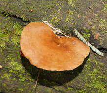 Image de Polyporus gayanus Lév. 1846