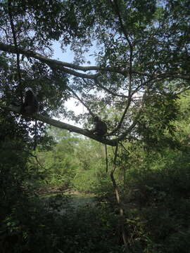 Image of Trachypithecus selangorensis Roos, Nadler & Walter 2008