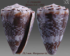 Image de Conus encaustus Kiener 1845