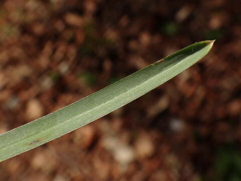 Image of blue moor-grass