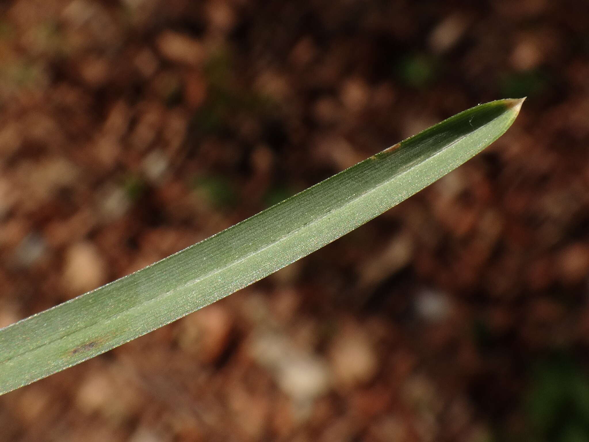 Imagem de Sesleria albicans Kit.