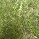 Image of Bacchus Marsh wattle