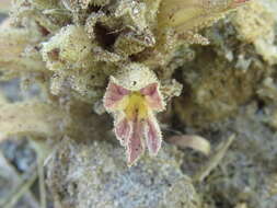 Image of Aphyllon cooperi A. Gray