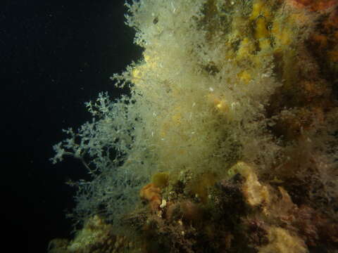 Image of Spaghetti bryozoan