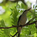 Image of Grey Sunbird