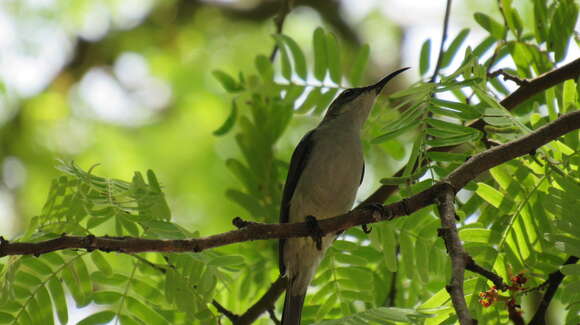 Image of Grey Sunbird