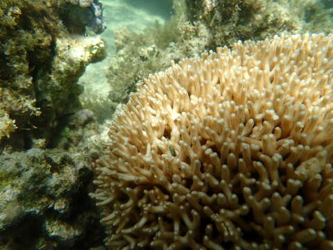 Image of bush coral