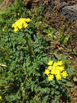 Image of cascade desertparsley