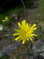 Image of Hieracium maculatum subsp. pollichiae (Sch. Bip.) Zahn