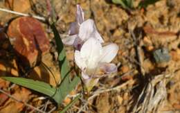 Image of Freesia fucata J. C. Manning & Goldblatt