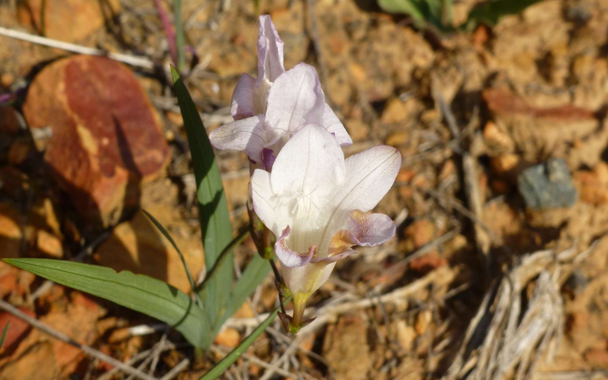 Plancia ëd Freesia fucata J. C. Manning & Goldblatt