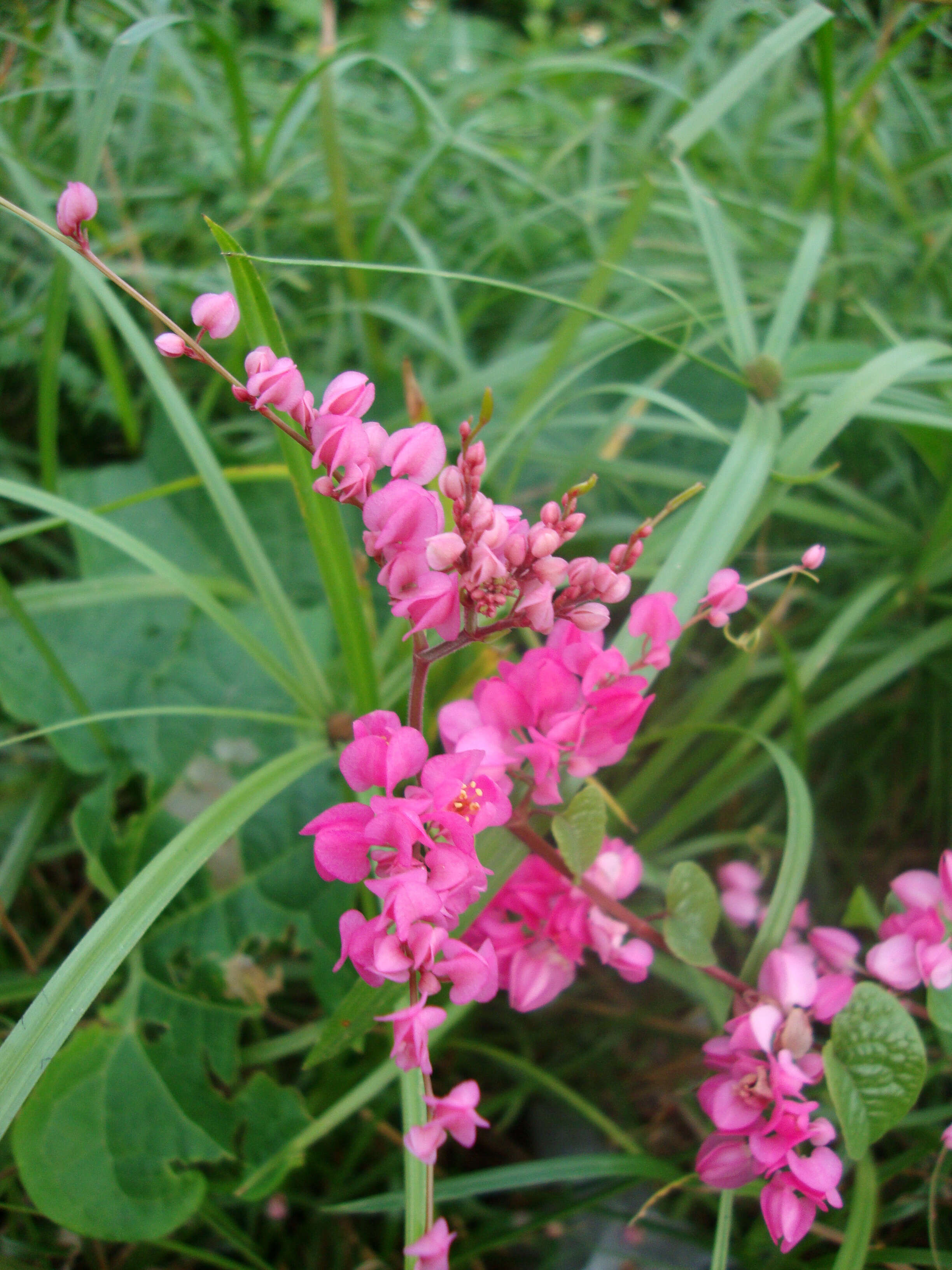 Image of antigonon